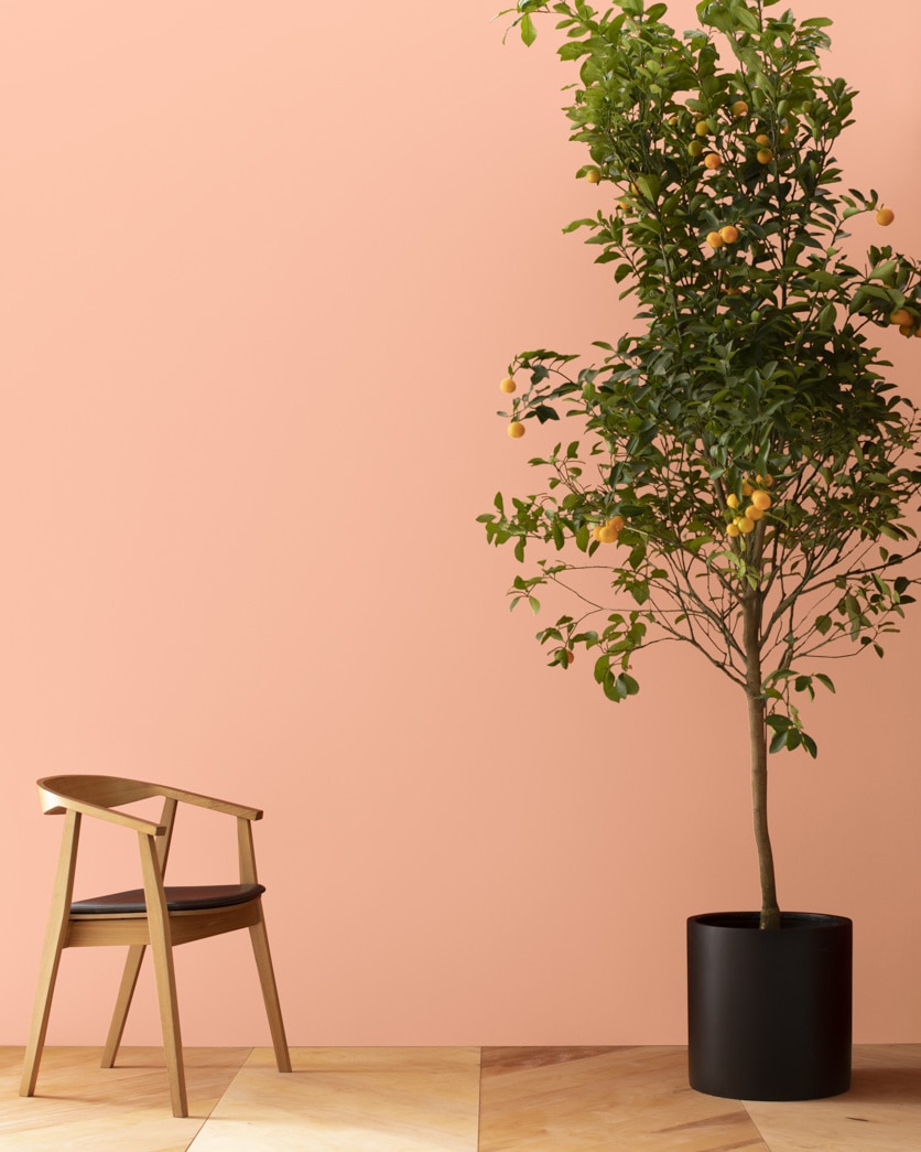 Painted wall in Amber Winds 073