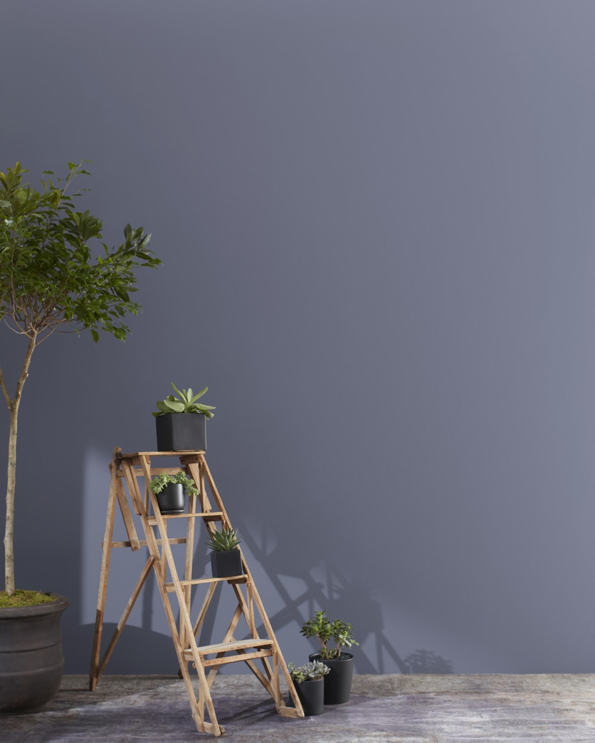 Painted wall in Amethyst Shadow 1441