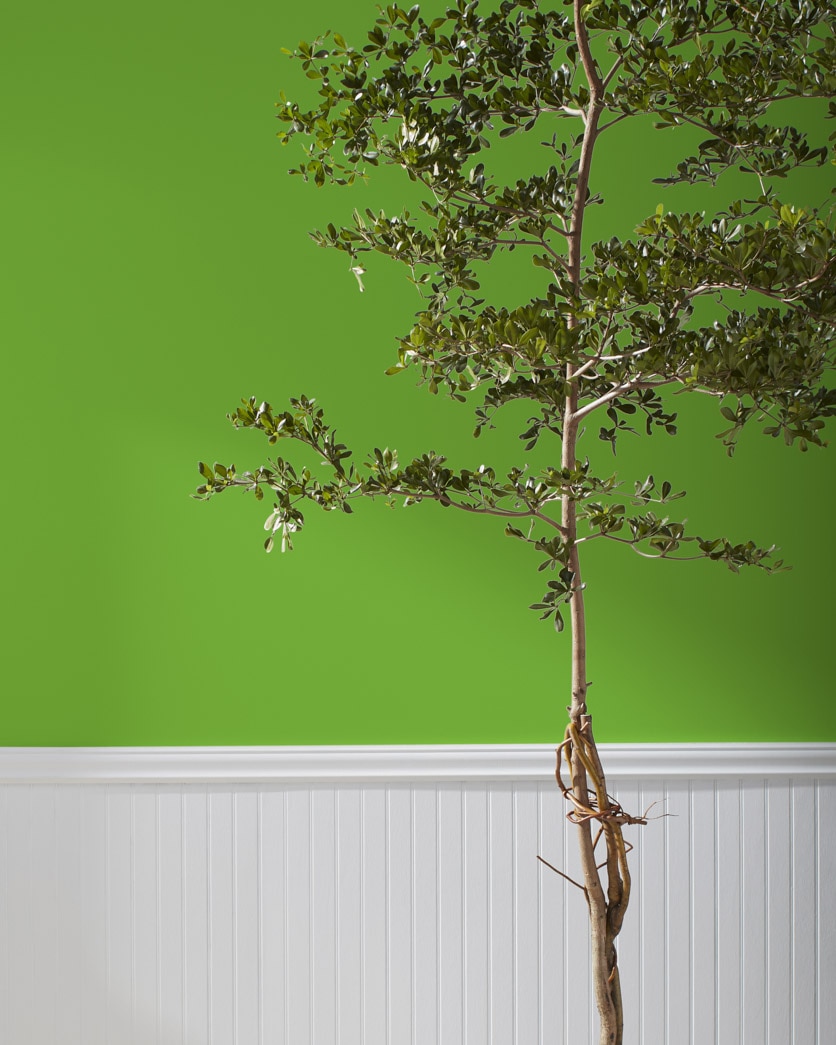Painted wall in Baby Fern 2029-20