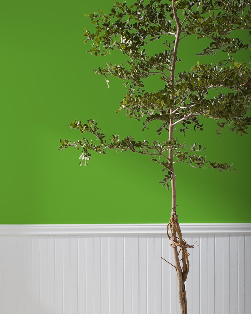 Painted wall in Basil Green 2029-10