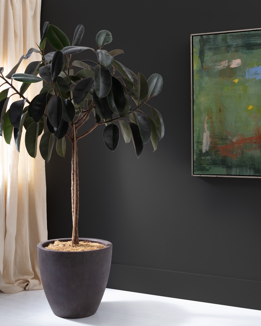 Painted wall in Black Jack 2133-20