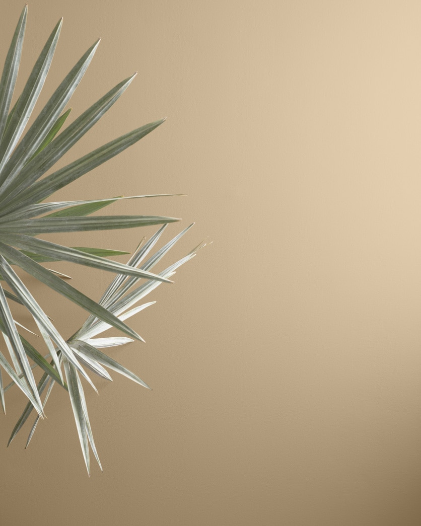 Painted wall in Blanched Almond 1060