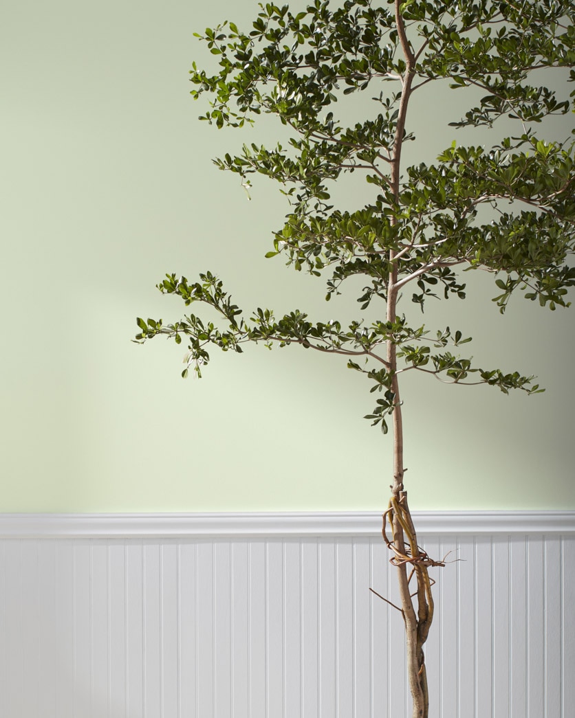 Painted wall in Budding Green CSP-790