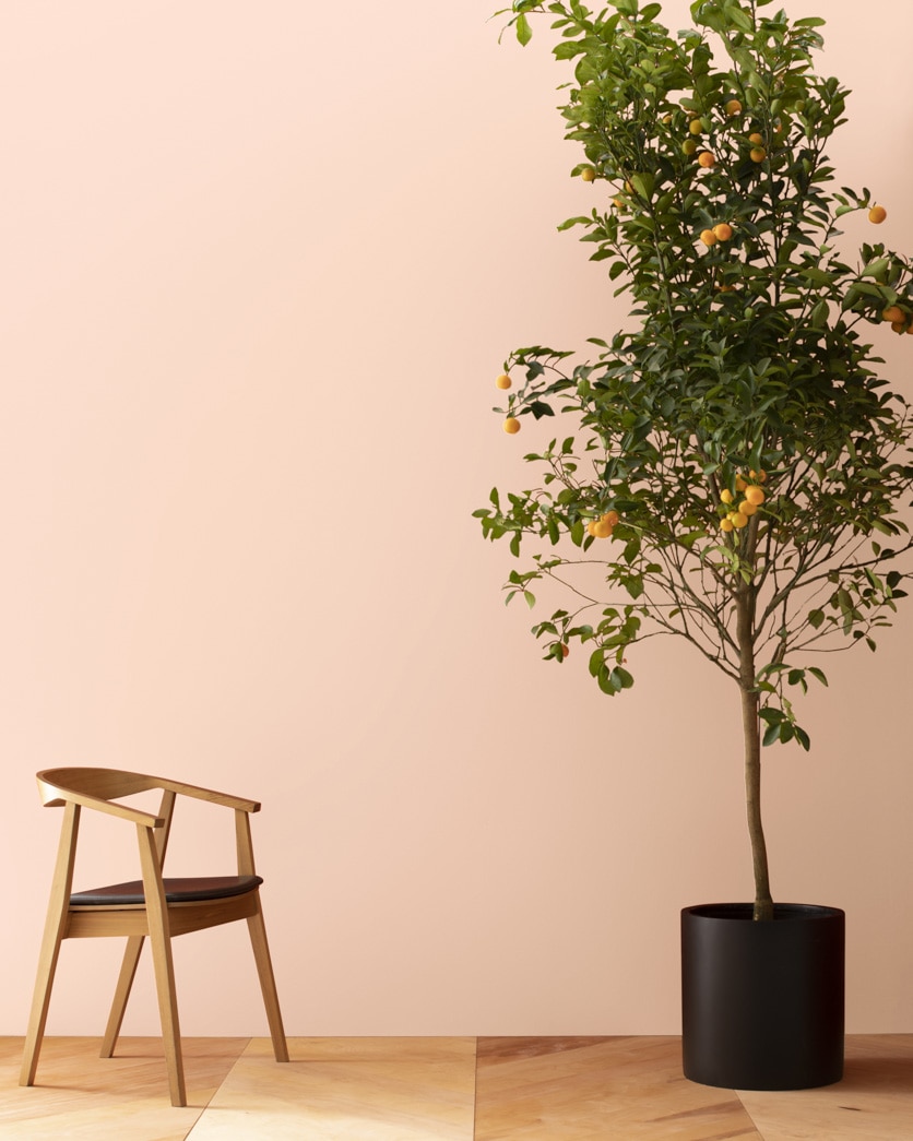 Painted wall in Cameo Rose 071