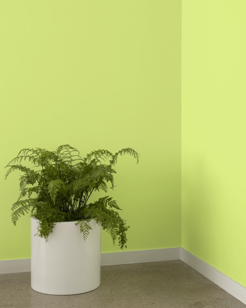 Painted wall in Candy Green 403