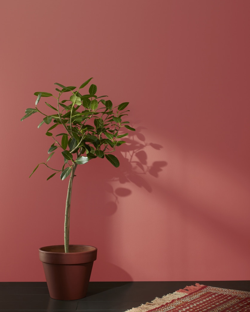 Painted wall in Cinnabar CSP-1165