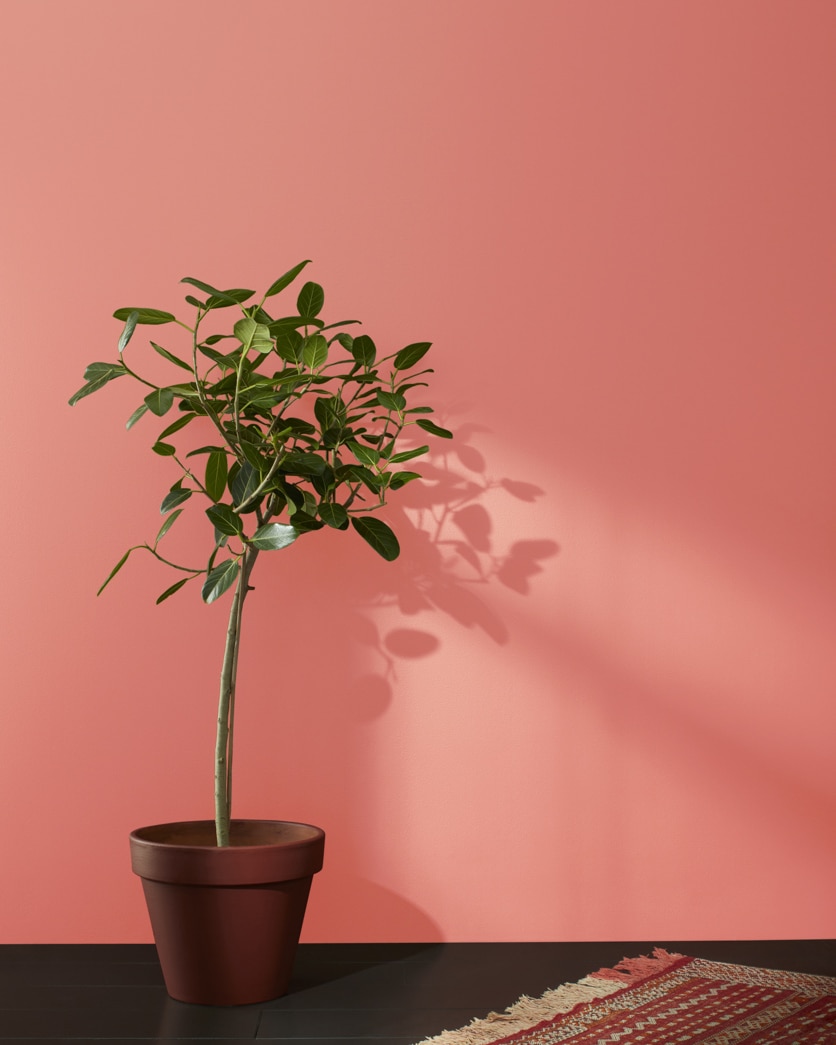 Painted wall in Coral Bronze 1298