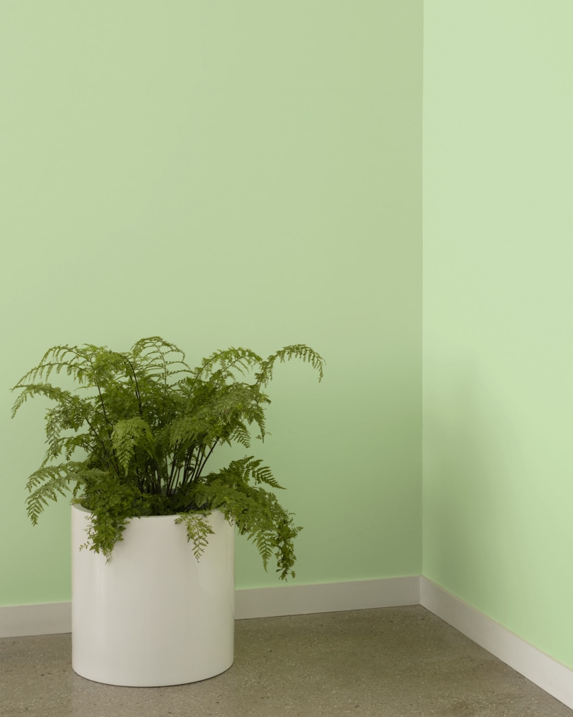 Painted wall in Corn Stalk 542