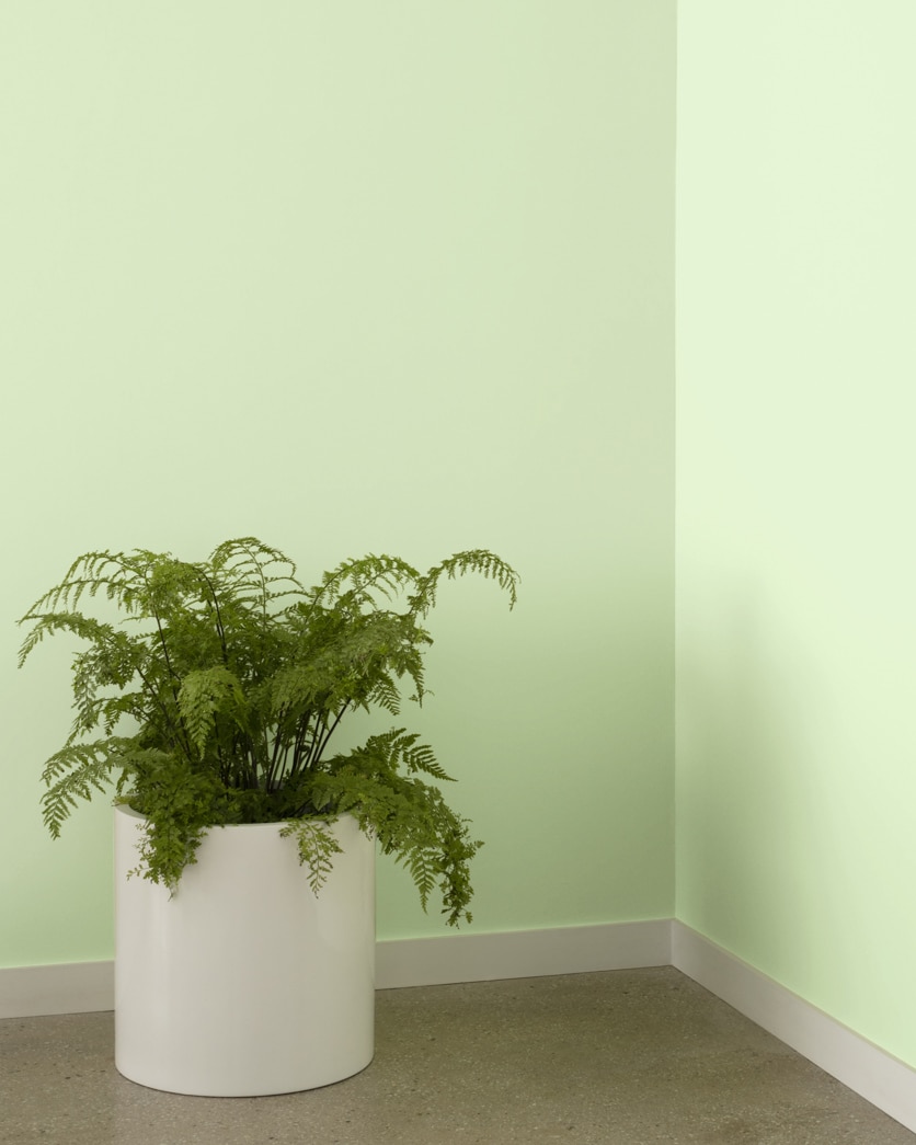 Painted wall in Country Green 540