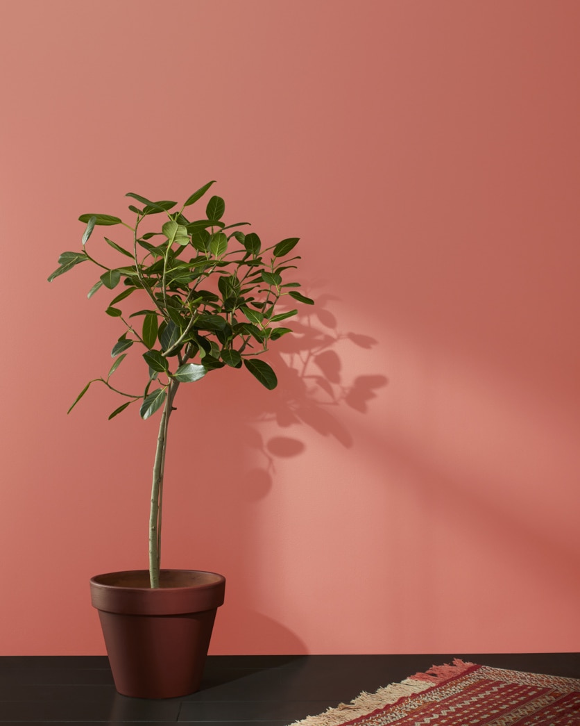 Painted wall in Crimson 1299