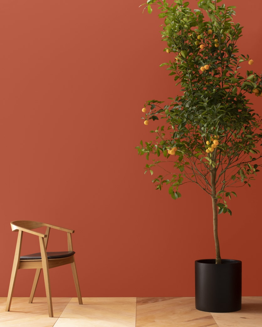 Painted wall in Fiery Opal 077