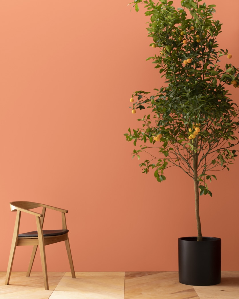 Painted wall in Flamingo Orange 075