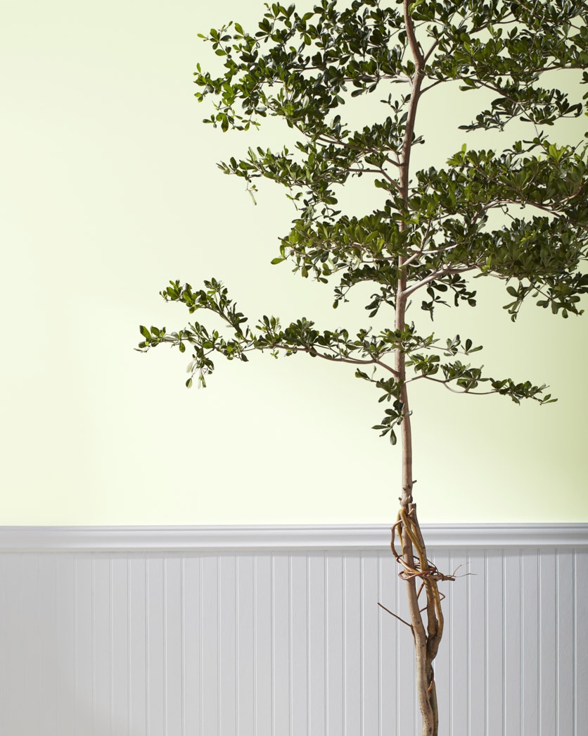 Painted wall in Frosty Lime 2029-70