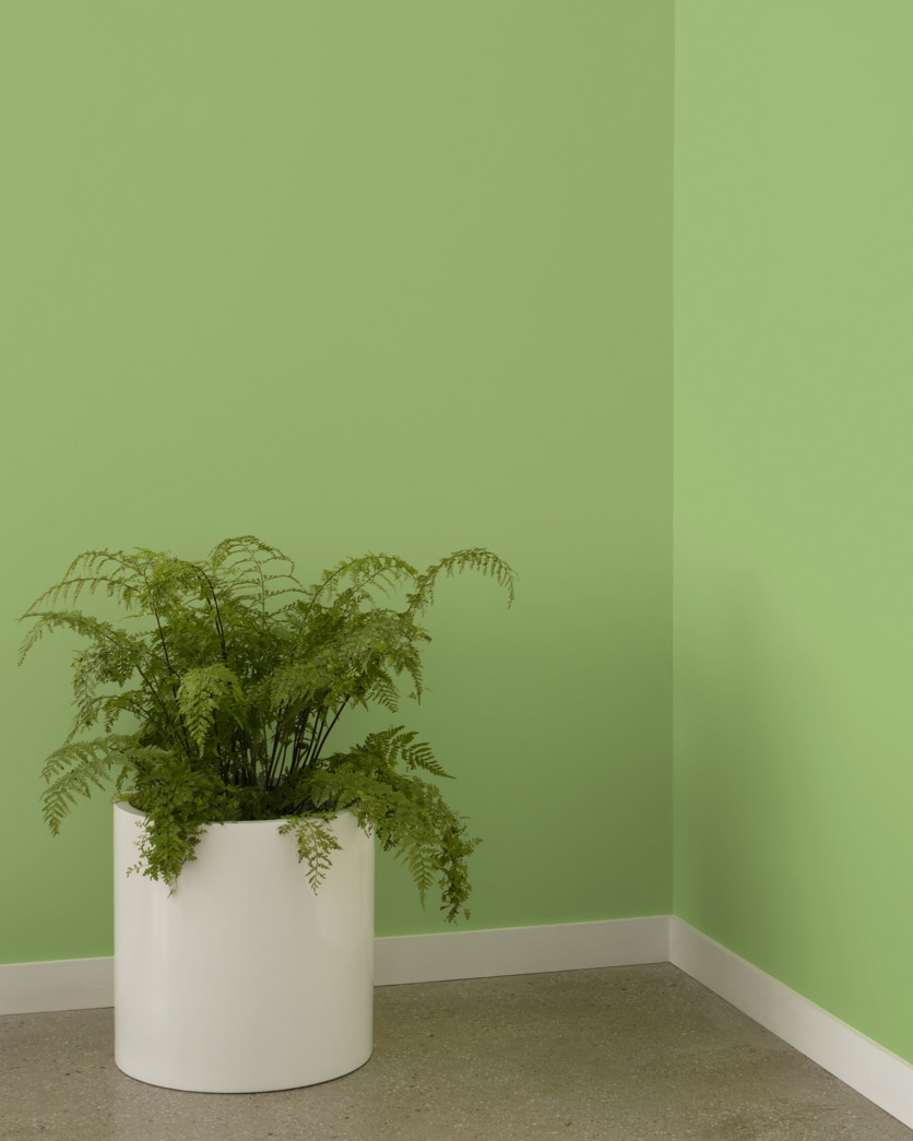 Painted wall in Kiwi 544