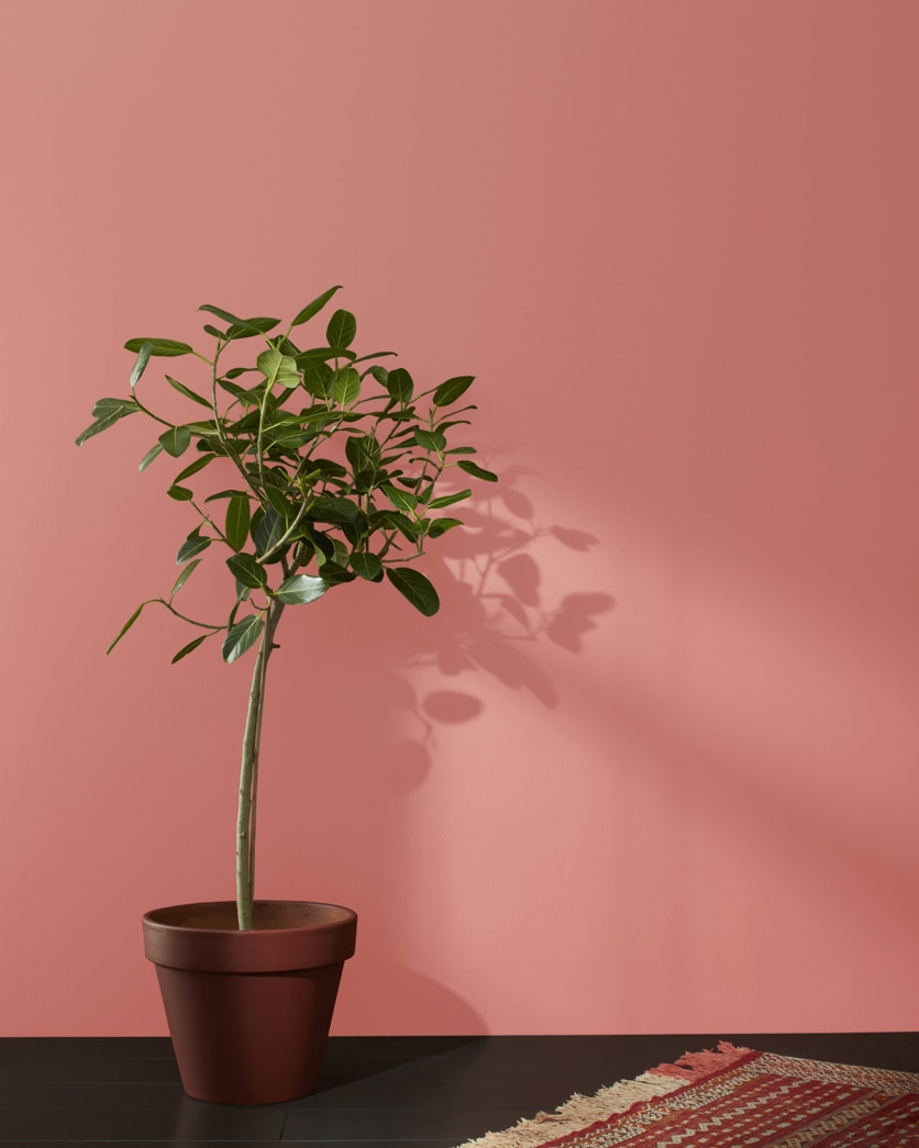 Painted wall in Lip Gloss CSP-1160