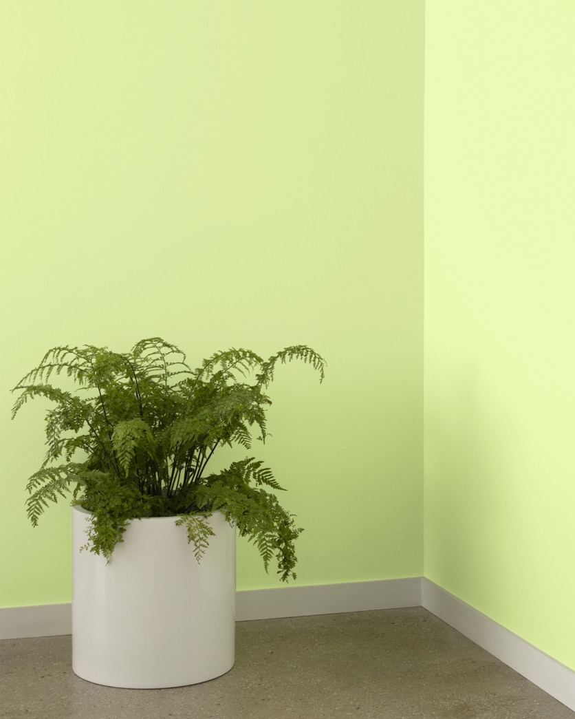 Painted wall in Neon 402