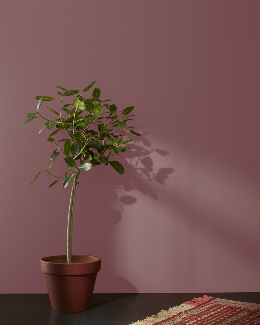 Painted wall in New London Burgundy HC-61