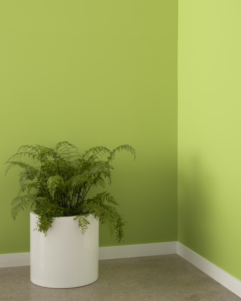 Painted wall in Perennial 405