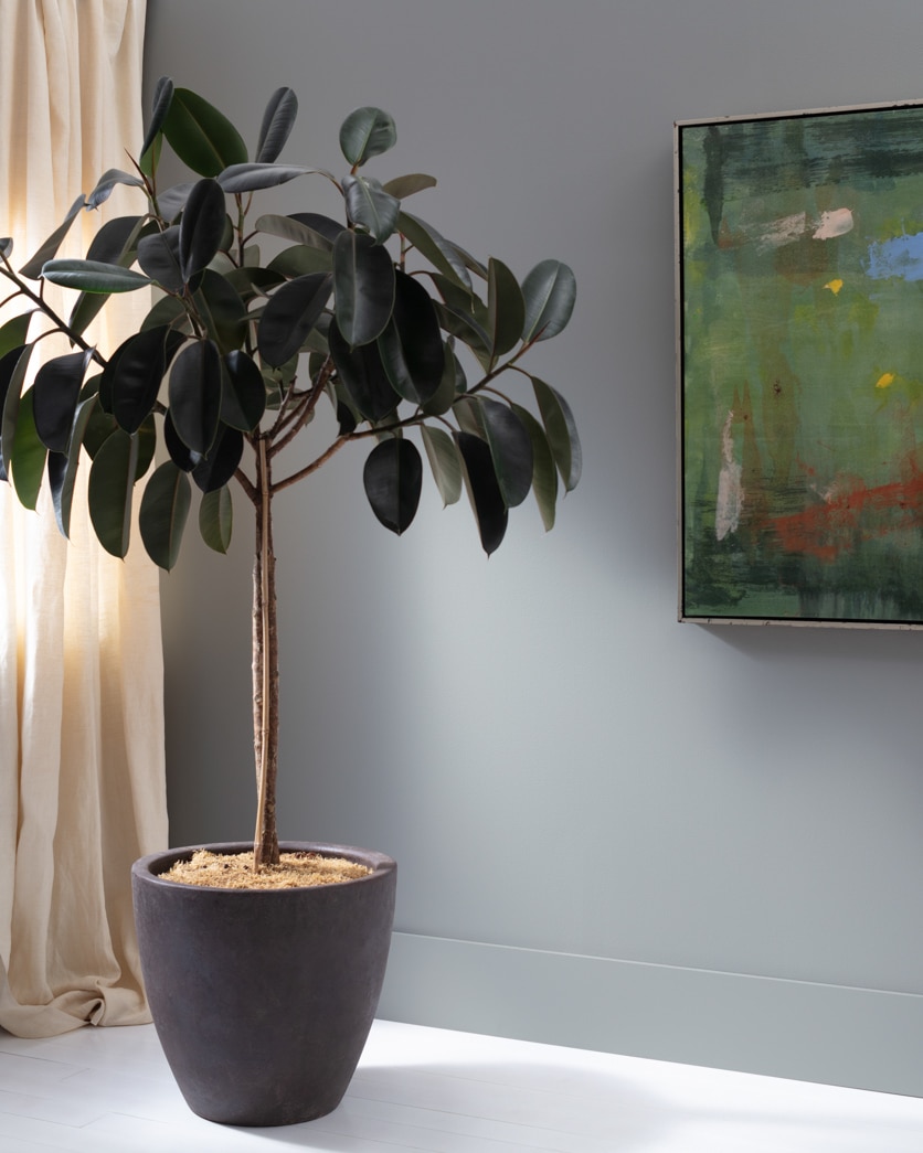 Painted wall in Pigeon Gray 2133-50