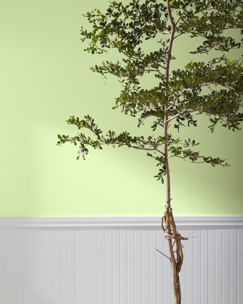 Painted wall in Potpourri Green 2029-50