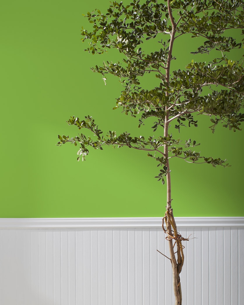 Painted wall in Rosemary Green 2029-30