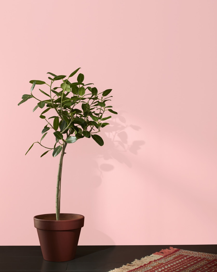 Painted wall in Sailor's Delight 1296