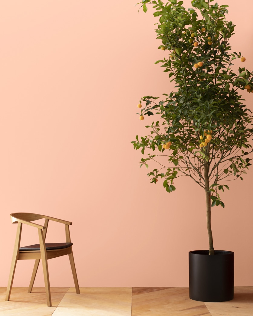 Painted wall in Sanibel Peach 072