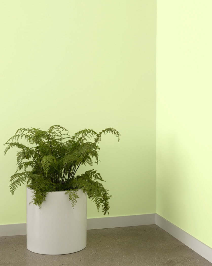 Painted wall in Sour Apple 401