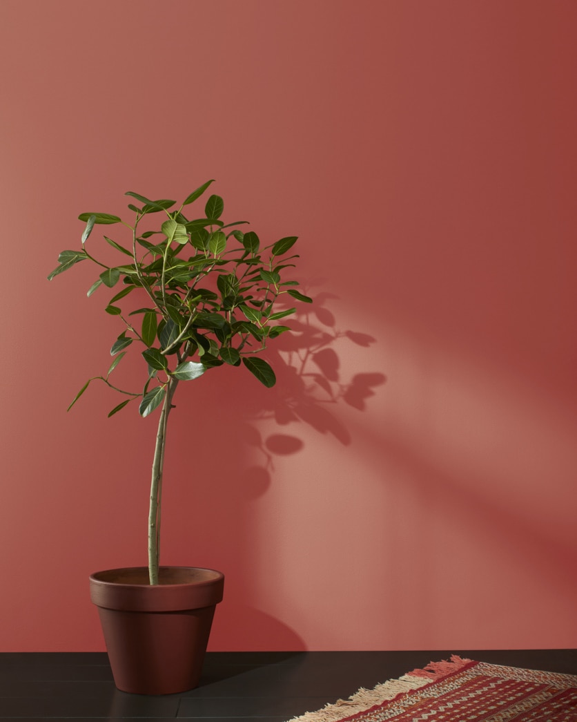 Painted wall in Spanish Red CC-92