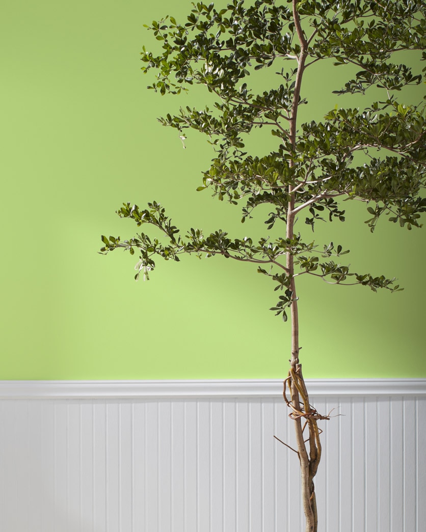 Painted wall in Stem Green 2029-40