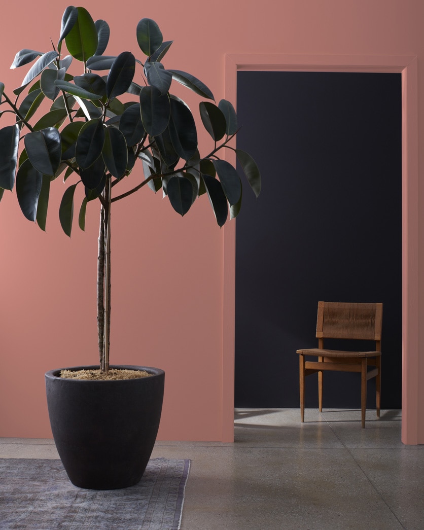 Painted wall in Texas Rose 2092-40