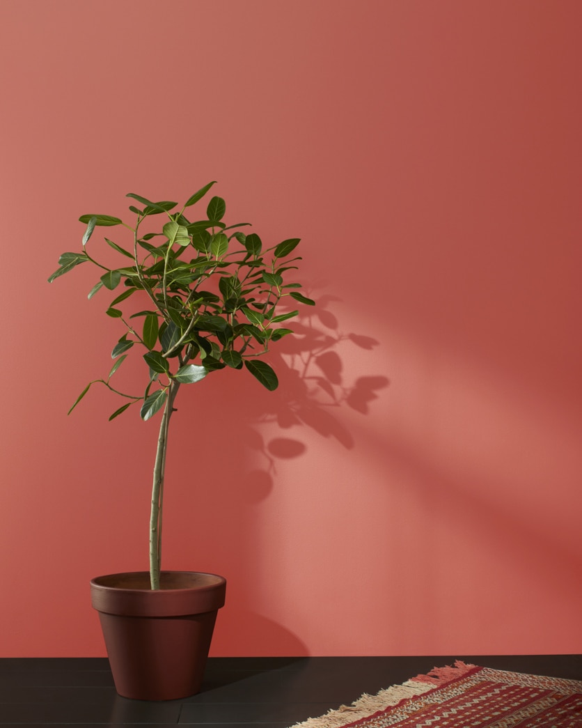 Painted wall in Tucson Red 1300